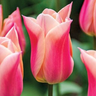Insanely Jealous Tulip Thumbnail